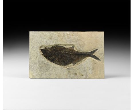 Eocene Period, 56-33 million years BP. A very large fossil fish Diplomystus sp. on a rectangular matrix.  3.4 kg, 53cm (21").
