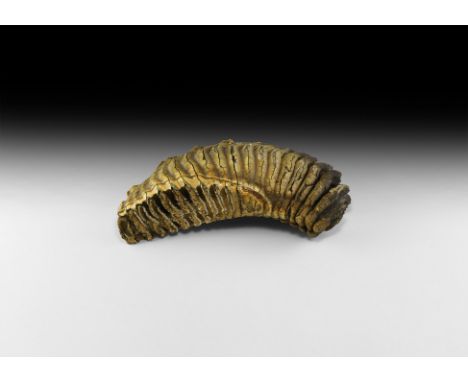 Pliocene Epoch, 3 million years BP. A very large woolly mammoth tooth Mammuthus primigenius, displaying some good root and ch