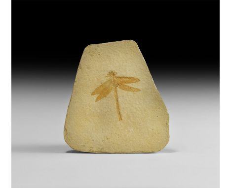 Upper Jurassic, 140 million years BP. A fossil dragonfly Isophlebia aspasia on a matrix.  380 grams, 12.5cm (5"). From an old