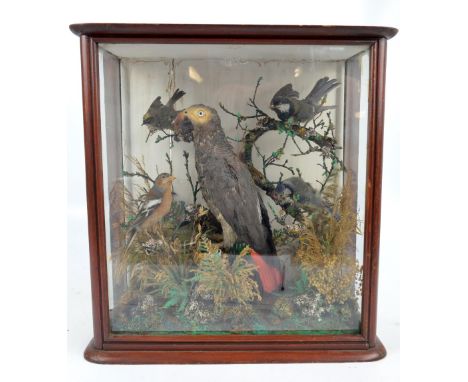 A glazed taxidermy display case housing a grey macaw and four further birds in naturalistic setting, 45 x 42cm.   CONDITION R