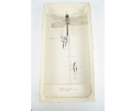 A model of a giant dragon fly (aesahna cyanea), presented within a display of the life cycle, over life size, in a display bo