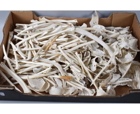 A Collection of Various Animal Rib Bones, Part Skull Bones etc 