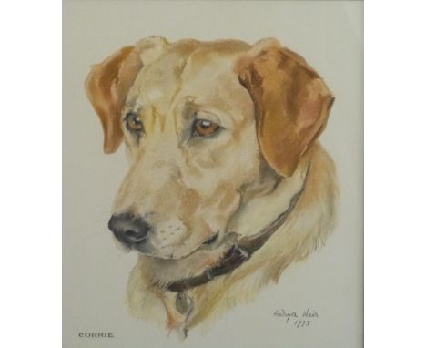 Halcyon Weir watercolour portrait of dog 'Corrie', signed and dated 1973 lower right, 40 x 33cm
