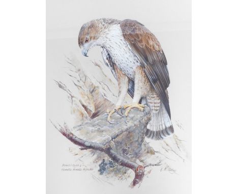 K W Padley. Bernoulli's Eagle, Hieraetus Faseiatus Faseiatus, watercolour, signed and titled, 57cm x 40cm, framed.