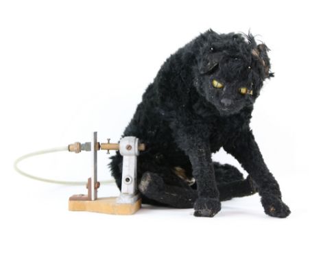 Doctor Who Survival (1989) - Original animatronic black cat from the final broadcast story of the series' classic era starrin