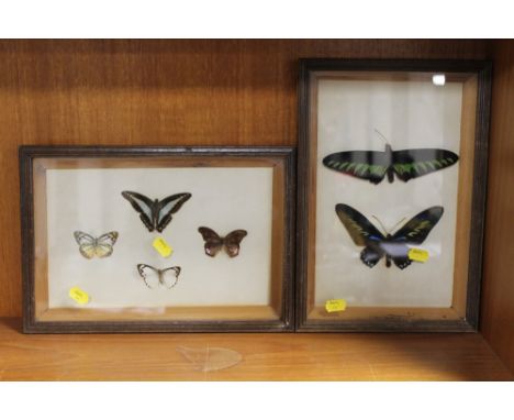 TWO VINTAGE FRAMES OF MOUNTED BUTTERFLIES 