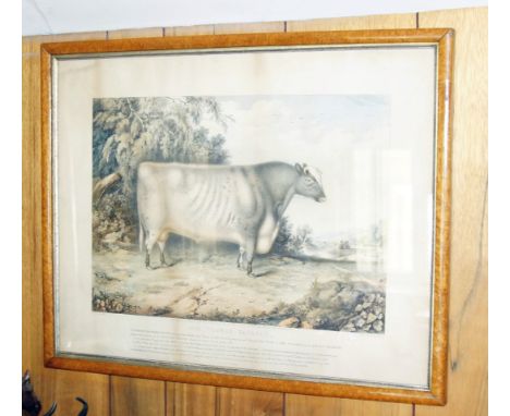 After H Strafford.  Study of a short horn bull, Sir Thomas Fairfax, hand coloured lithograph by J.W. Giles, circa 1841, 48cm 