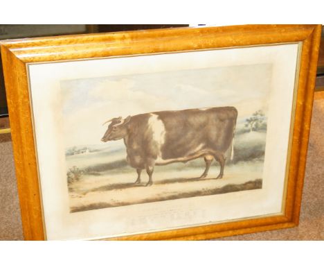 By and After William Henry Davis.  Short Horn Ox, 3 years 9 months old, coloured lithograph, circa 1850, image size 35cm x 50