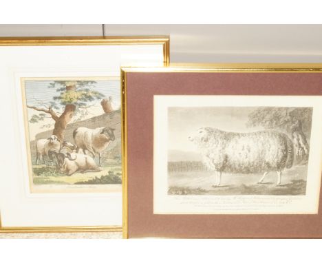 After Dodd.  Lincolnshire Sheep, hand coloured copper engraving by Pass, circa 1800, 22cm x 17.5cm, together with a study of 