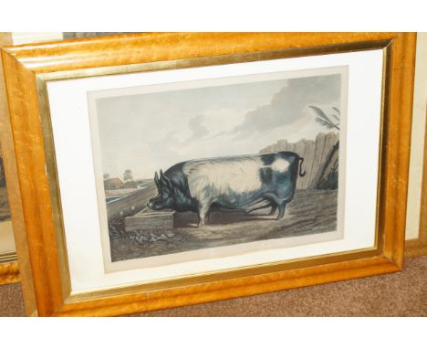 After Edwin Landseer.  A British Boar, coloured etching by Thomas Landseer, published circa 1852, 32cm x 45cm.