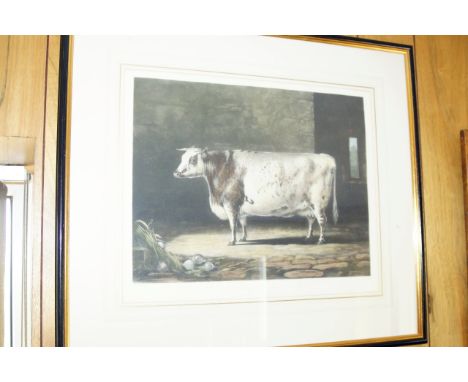 After Percy Forster.  Portrait of the Celebrated Short Horned Cow Bracelet, lithograph by Thomas Landseer, 19thC, image size 