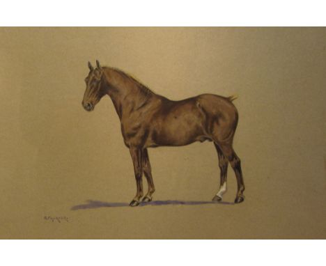 G. Falkner (British early/mid 20th century): Portrait of a Liver Chestnut Cob, watercolour signed 28cm x 43cm