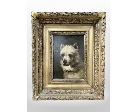 British School (19th century) : Portrait of a terrier, oil on board, 21 cm x 15 cm, signed J C 