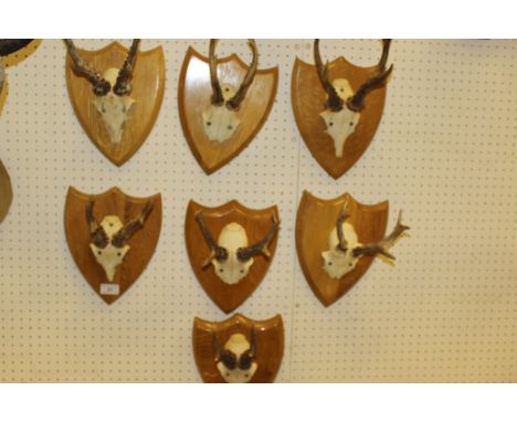 A collection of seven pairs of Roe Deer antlers mounted on light oak shields