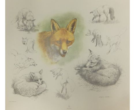 AFTER DAPHNE BAXTER "Deer", "Rabbit", "Red Squirrel" and "Fox" - a set of four colour prints