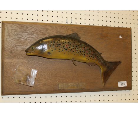 A mounted Brown Trout cast bearing plaque inscribed "The Wild Brown Trout"
