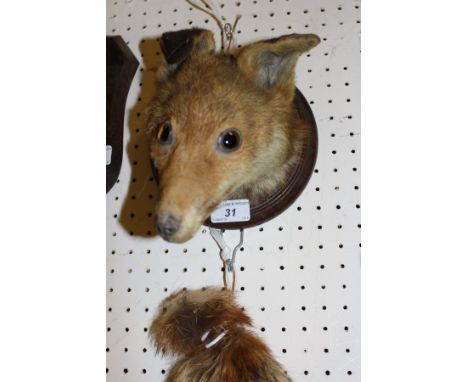 A stuffed and mounted Fox mask with brush on a circular oak plaque