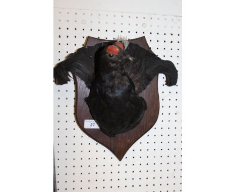 A stuffed and mounted Black Grouse mask with tail on shield shaped plaque