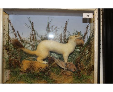 A stuffed and mounted Ermine with prey in naturalistic setting and three-sided glazed display case, bearing label verso "Lewi