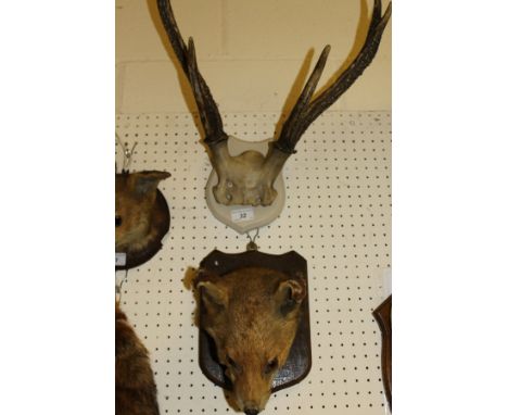 A stuffed and mounted Fox mask on an oak shield shaped plaque, together with a colour copy of a hunt meet photograph, circa 1