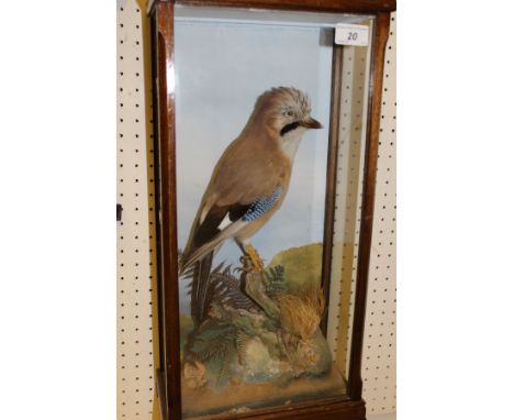 A stuffed and mounted Jay in naturalistic setting and three-sided glazed display case, bearing stone plaque inscribed "DLK - 