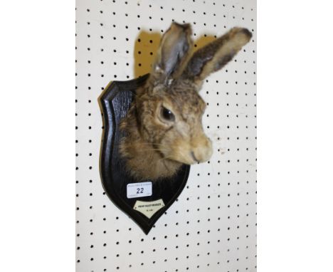 A stuffed and mounted Hare mask on Rowland Ward shield shaped plaque, bearing plaque inscribed "Meon Valley Beagles 13.1.50" 