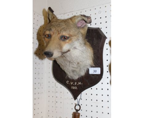 A stuffed and mounted Fox mask and brush on an oak shield shaped plaque, stamped "P. Spicer & Sons Leamington", No'd. "3249" 