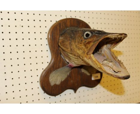 A mounted Pike head on oak plaque