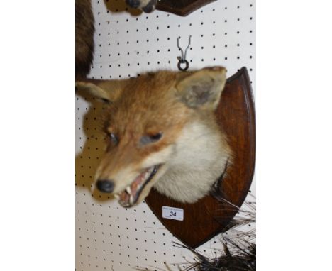 A stuffed and mounted Fox mask set on an oak shield shaped plaque