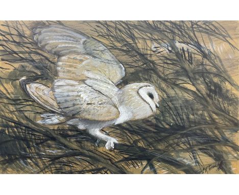 Charles Frederick Tunnicliffe (British 1901-1979): Barn Owl, watercolour gouache charcoal and pencil signed, a preparatory sk