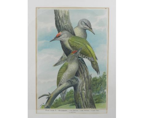 Otto Kleinschmidt (German, 1870-1954). A woodland study of grey-headed woodpeckers, 19th century lithograph. H: 42cm W: 21cm
