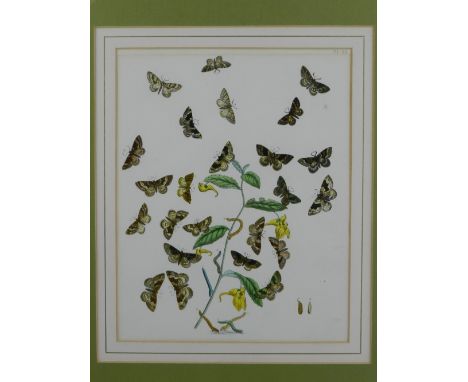 Henry Noel Humphreys (1810 - 1879). A polychrome study of butterflies, lithograph. H: 23cm W: 20cm