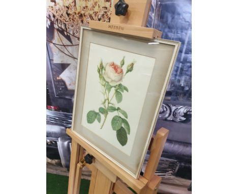 Framed botanical vintage print Pink Rose (Rosa Muscosa Multiplex)-Joseph RedoutÃ© (1759 â€“1840), was a painter and botanist 