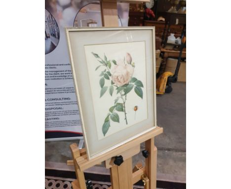 Framed coloured print Rosa Indica Fragrans, engraved by Langlois, published by Remond (coloured engraving) by Redoute, Pierre