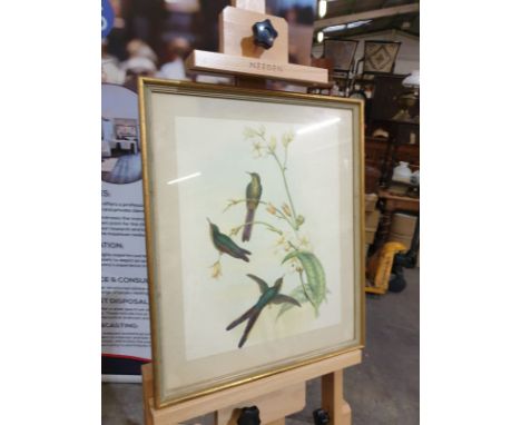Framed coloured lithograph Sparganura Glyceria, from 'Tropical Birds' (Sparganura Glyceria, from Tropical Birds ) John Gould 
