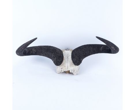 Vintage Water Buffalo Horn with Partial Skull. Typical wear associated with skulls and horns. Measures 13" H x 26" W. Shippin