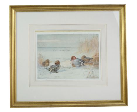 After Archibold Thorburn (Scottish, 1860-1935)"Teal In Winter", a naturalistic study of four teal ducks cleaning their feathe