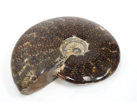 A carved and polished fossil ammonite, 18.5cm across.