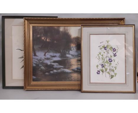 A watercolour and two prints, to include: Jenny Jowett (1936-2019) 'Maurandia Barclaiana', watercolour on paper, 1993, signed