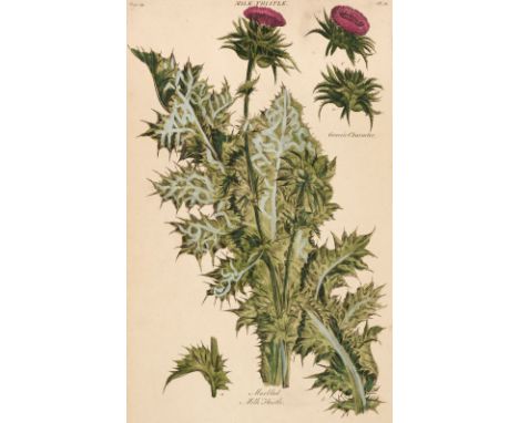 * Botany. A collection of 14 botanical prints, 18th &amp; 19th century, engraved and lithographic plates of flowers and fruit