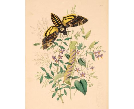 Humphreys (Henry Noel and Westwood, John Obadiah). British Moths and their Transformations, 2 volumes, 1st edition, London: W