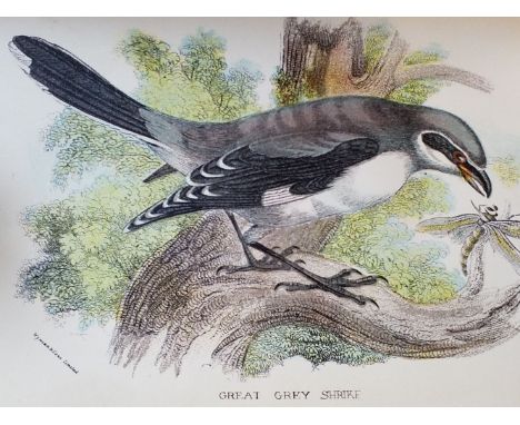 Lloyd's Natural History. 16 volumes, edited by R. Bowdler Sharpe et al, London: Edward Lloyd, Limited, 1896, numerous colour 