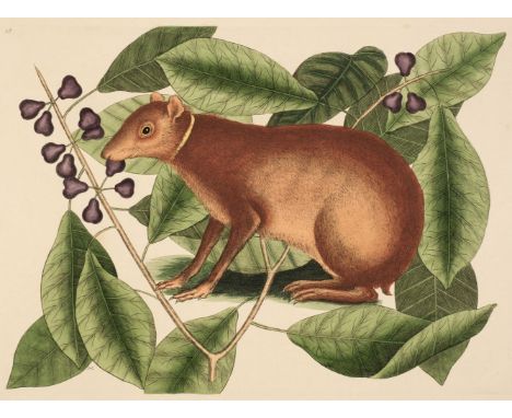 * Natural History. A collection of approximately 45 prints, 18th &amp; 19th century, engravings and lithographs of mammals, b