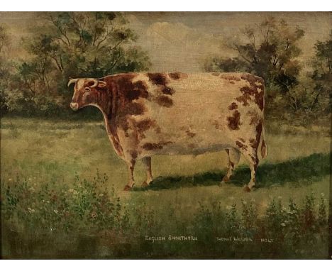 English School oil on board - A Short Horn Prize Bull, 32cm x 42cm, in glazed frame