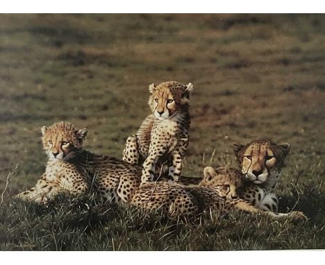 Steven Townsend, pencil signed limited edition print of a family of leopards, 95/650, 40cm x 54cm, framed and glazed