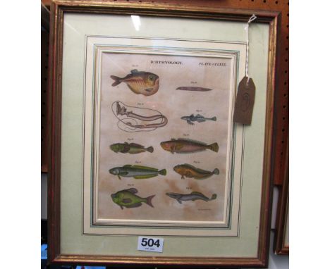 A coloured print Ichthyology, framed and glazed