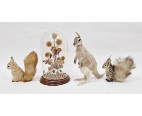 Three models of animals covered in real fur including kangaroo with joey, red squirrel and a grey squirrel, tallest 26cm toge