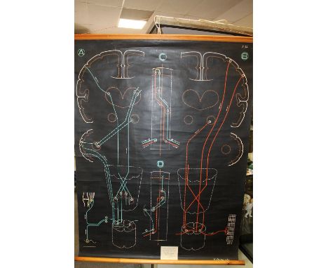 A VINTAGE OSTEOLOGY ANATOMY ETC DIAGRAM MARKED P SOUGHY 1948 LOWER RIGHT 133CM X 99CM 