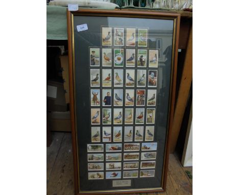 Framed print of Ogdens cigarette cards dated 1931 of racing pigeons 