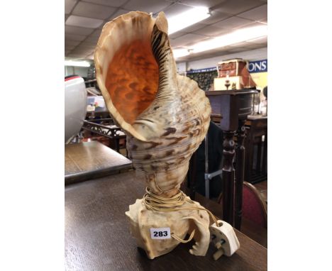 CONCH SHELL TABLE LAMP